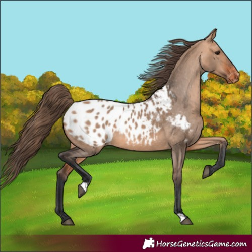 Horse Color:Bay Dun Blanket 