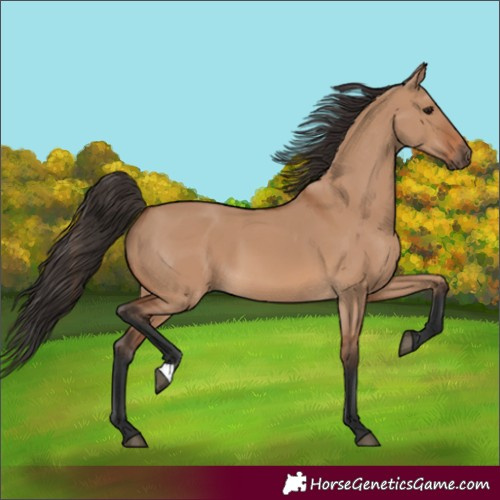 Horse Color:Bay Dun 