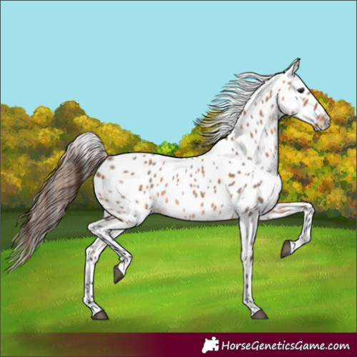 Horse Color:Bay Dun Appaloosa 