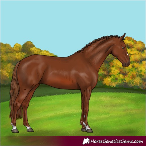 Horse Color:Chestnut 