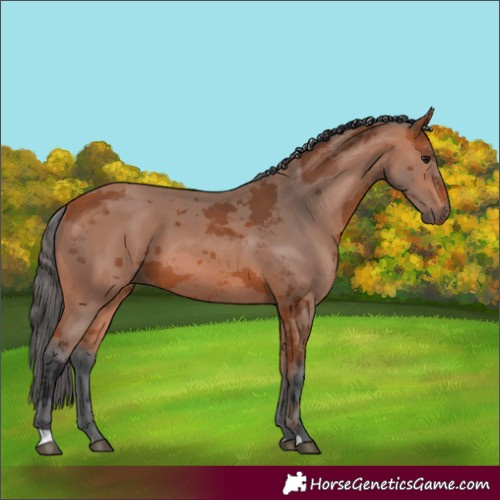 Horse Color:Bay Merle