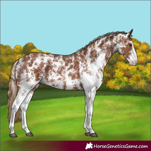 Horse Color:Chestnut Sabino 