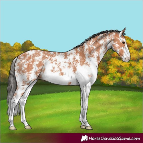 Horse Color:Bay Sabino 