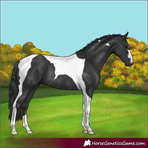 Horse Color:Black Tobiano Rabicano 