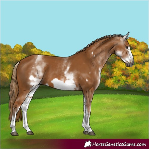 Horse Color:Gray White Spotted Chestnut Frame