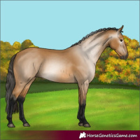 Horse Color:Gray Buckskin