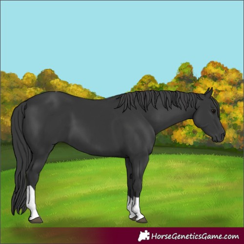 Horse Color:Black Tobiano 