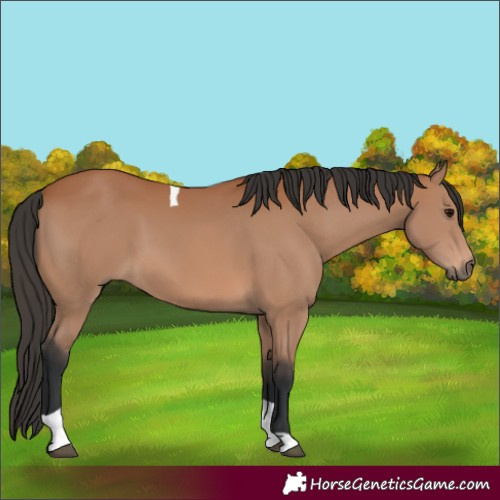 Horse Color:Bay Tobiano 