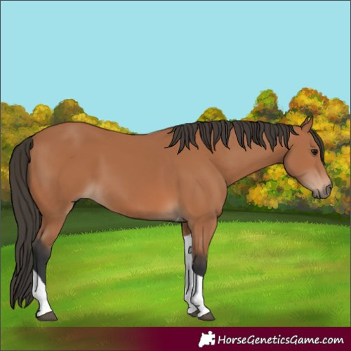 Horse Color:Bay Tobiano