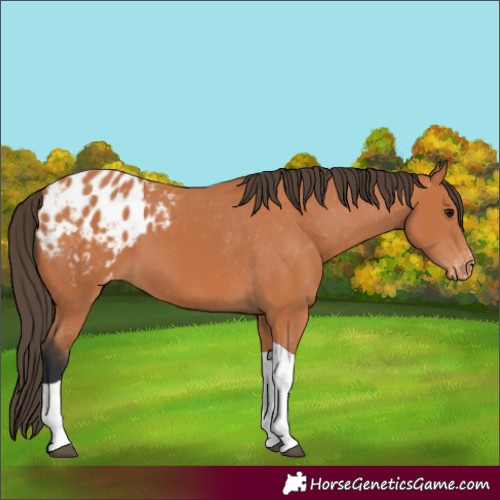 Horse Color:Bay Tobiano Blanket 