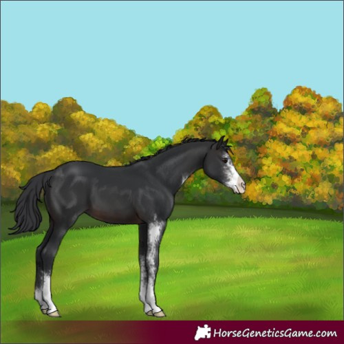 Horse Color:Brown Sabino