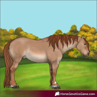 Horse Color:Red Dun Rabicano 