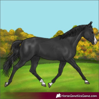 Horse Color:Black Splash