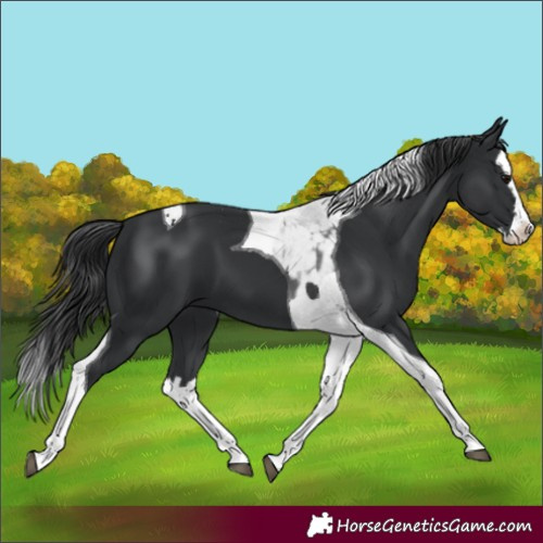 Horse Color:Black Splash Tobiano 