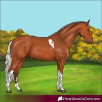 Horse Color:Silver Bay Tobiano 
