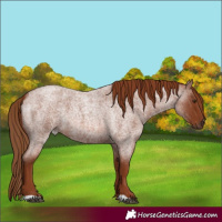 Horse Color:Red Roan 