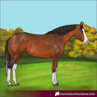 Horse Color:Bay Splash