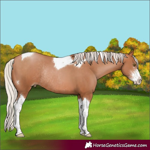 Horse Color:Silver Brown Pearl Sabino Tobiano Rabicano