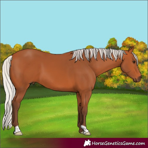 Horse Color:Silver Bay 