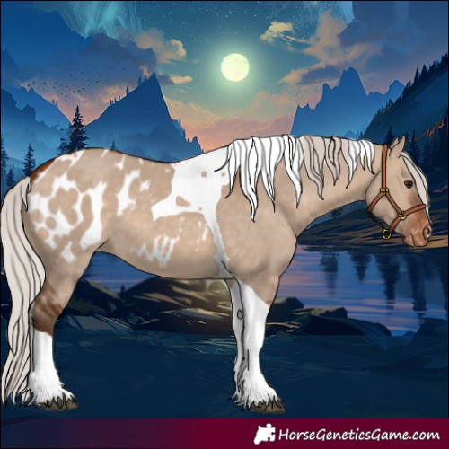 Horse Color:Silver Bay Dun Tobiano Appaloosa 