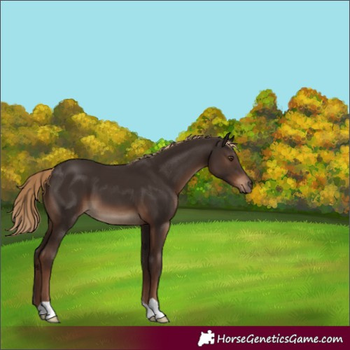 Horse Color:Liver Chestnut
