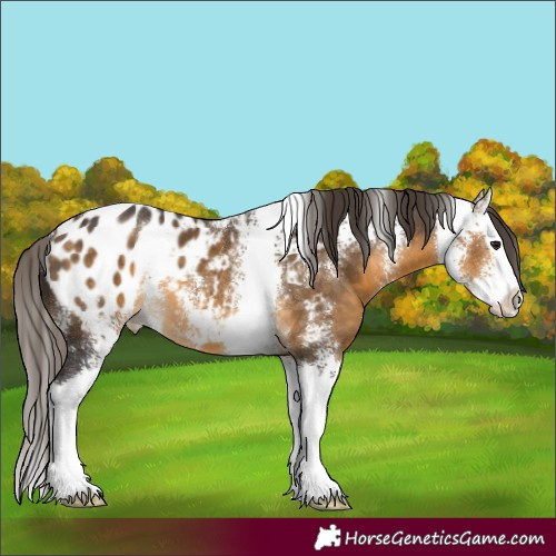 Horse Color:Buckskin Sabino Splash Appaloosa
