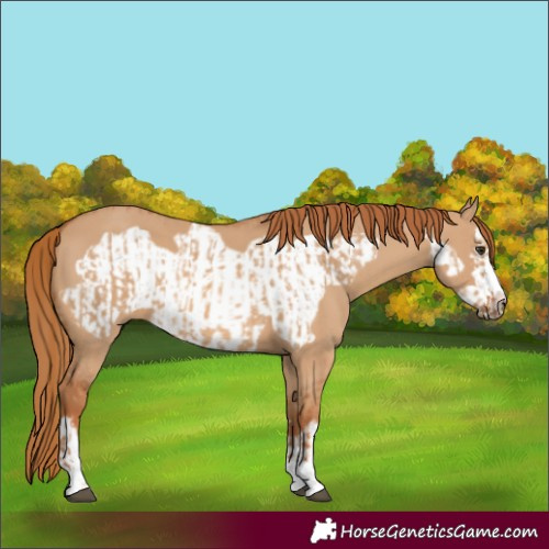 Horse Color:Red Dun  and Red Dun Frame 