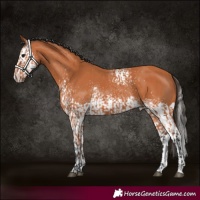 Horse Color:White Spotted Bay and White Spotted Bay Splash