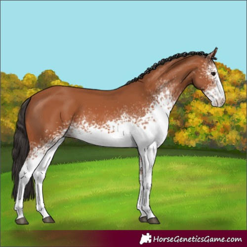 Horse Color:White Spotted Bay 