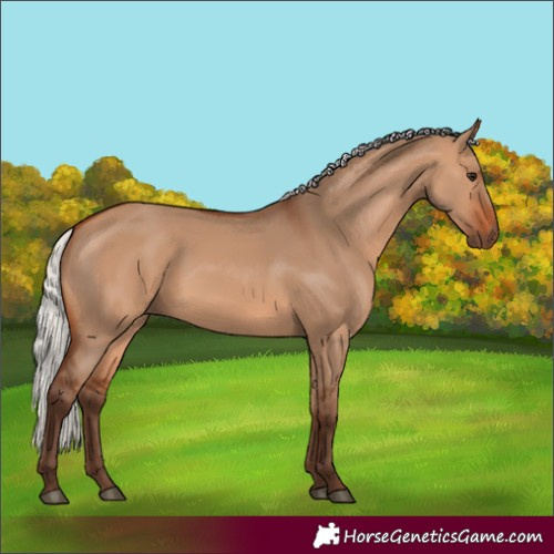 Horse Color:Silver Bay Dun 