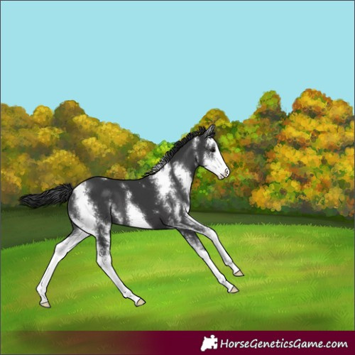 Horse Color:Black Sabino 