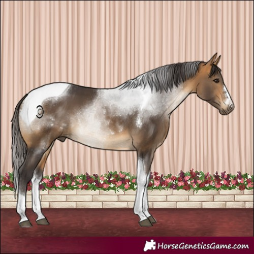 Horse Color:Buckskin Tobiano 
