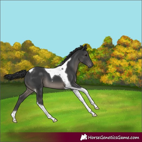Horse Color:Black Tobiano 