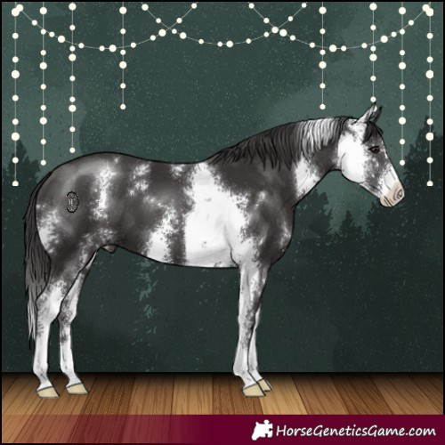 Horse Color:Smoky Black Sabino