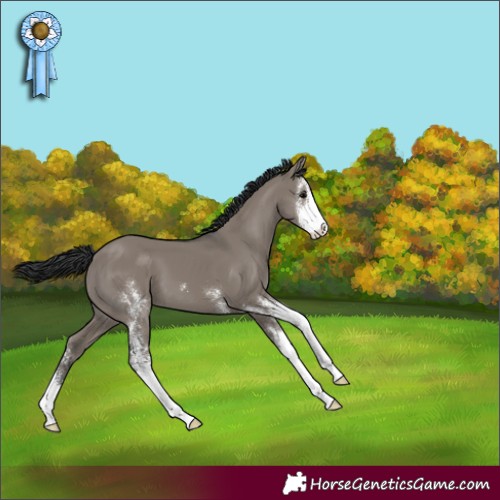 Horse Color:Grullo Sabino 