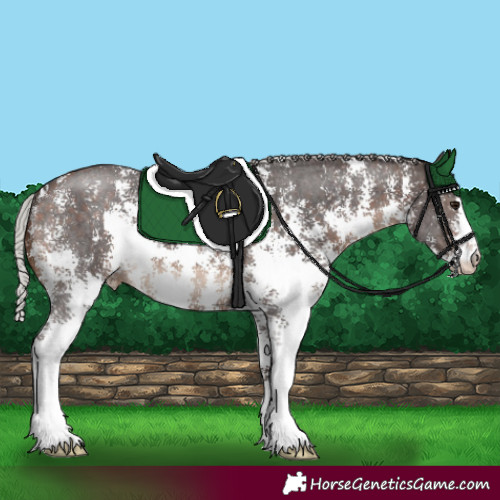 Horse Color:Silver Brown Sabino 