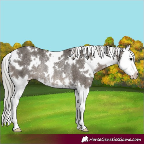 Horse Color:White Spotted Silver Black Splash Rabicano 
