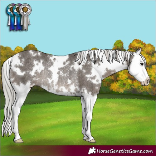 Horse Color:White Spotted Silver Black Splash Rabicano 