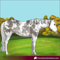 Horse Color:White Spotted Silver Black Splash Rabicano