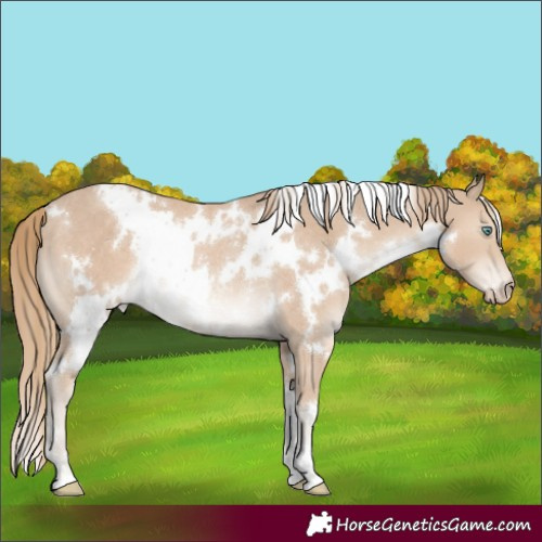 Horse Color:White Spotted Smoky Creme Rabicano 