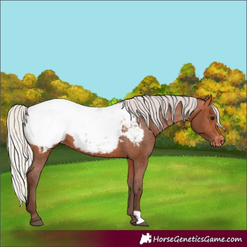 Horse Color:Silver Bay Appaloosa 