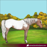 Horse Color:Silver Bay Appaloosa