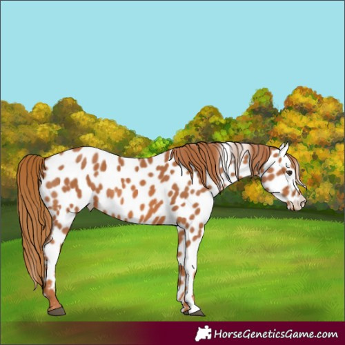 Horse Color:Chestnut Appaloosa 