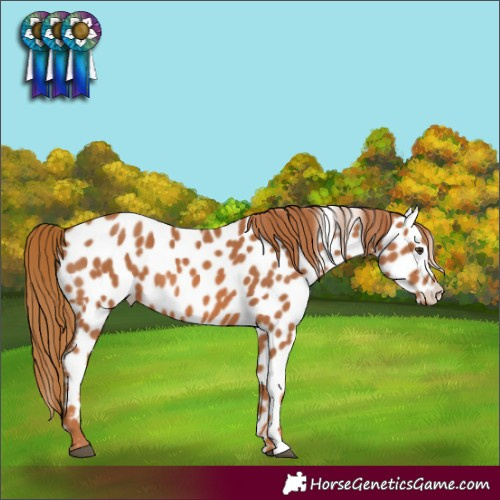 Horse Color:Chestnut Leopard 