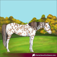 Horse Color:Bay Dun Splash Appaloosa