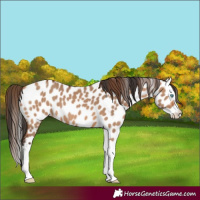 Horse Color:Bay Dun Splash Leopard