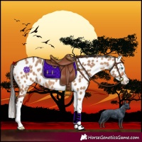 Horse Color:Bay Dun Splash Leopard