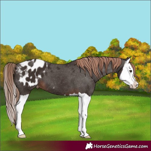 Horse Color:Liver Chestnut Splash Appaloosa 