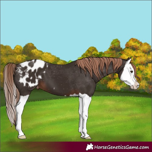Horse Color:Liver Chestnut Splash Appaloosa 