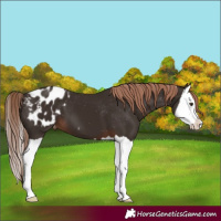 Horse Color:Liver Chestnut Splash Blanket